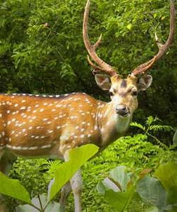 About Manas National Park