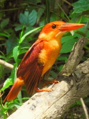 Bhuyapara Safari Zone in Manas National Park