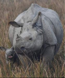 Dos and Don'ts in Manas National Park