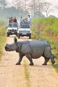 Panbari Zone Safari in Manas National Park
