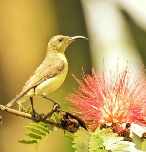 Safari Zone in Manas National Park